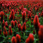 Free desktop wallpaper background Crimson Clover field Field of Crimson Clover